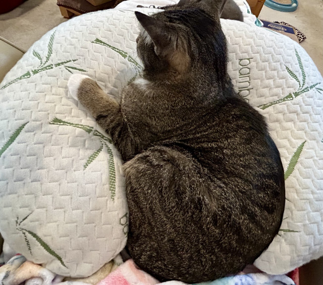 Henry, a black and brown striped tabby cat, lays within a U-shaped pillow. One foot is resting atop of the pillow. The pillow curves perfectly around his little body.