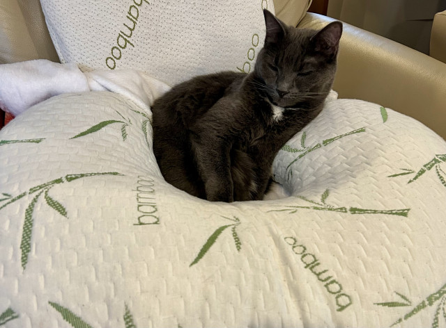 Diamond, a dark grey cat with a white patch on her chest, leans against one side of a U-shaped pillow. Her eyes are nearly closed and her little body appears dwarfed by the large pillow.