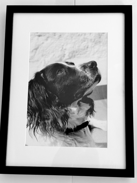 Black and white framed photo of my dog Chester. It is a portrait shot with Chester looking up and to the right.