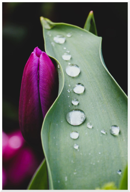 raindrops like a pearl necklace on a tulip leaf and a closed tulip blossom