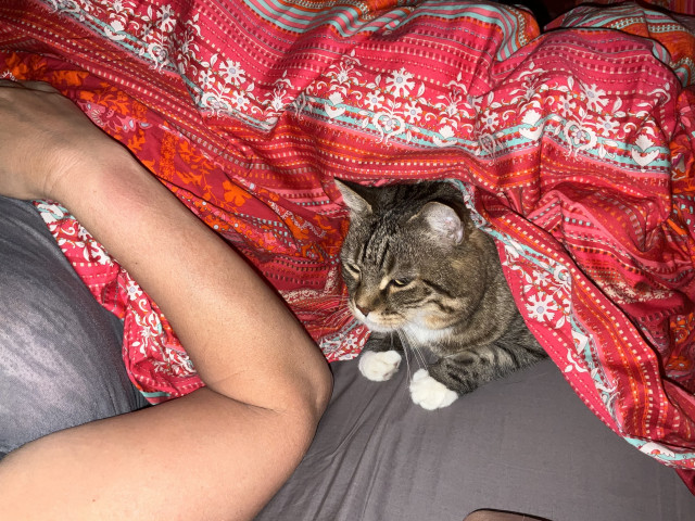 A brown-yellow tabby cat lurking from under oriental-style bed sheets. There seems to be a person on the left, you can see their arm. The cat has white front paws and looks like a little baby lying between parents.