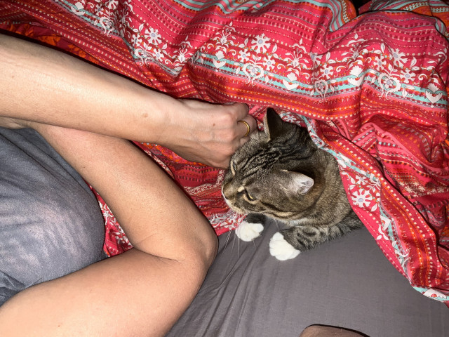 Another photo of the situation. Yes, the cat enjoys the scritches and being under the bed sheets. It is only the cats head and front paws that lurk out from under the sheets, like the humans.