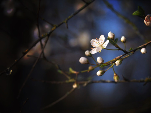 Hawthorn blossom and buds against a dark blue blurred background