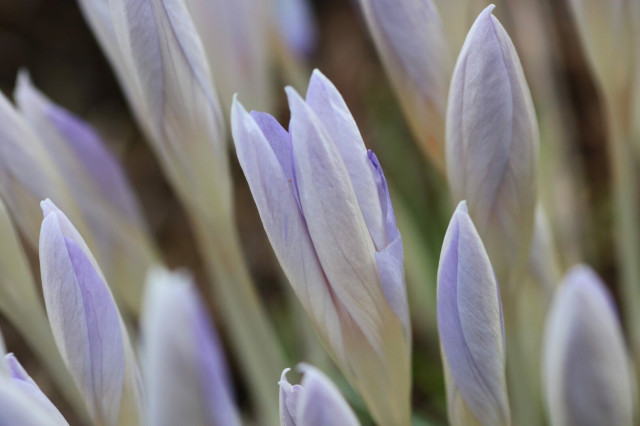 Close up photograph of pale purple crocus flower buds, still closed, with green stems. The photo was taken from one side of the flower patch, so the buds appear juxtaposed, all with an oblique angle, some of them being on focus and others blurred.