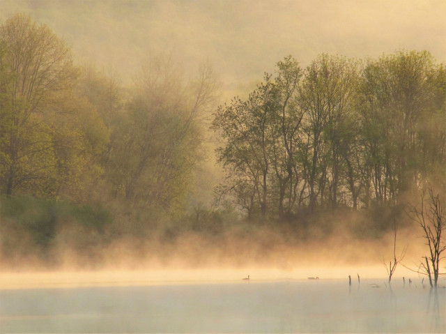A photograph looking out over a misty lake scene. The foreground is in shadow and then gives way to bright sunlight before reaching the shore where it pours down onto trees beginning to leaf out. Two Canada geese paddle on the surface of the lake in the distance.