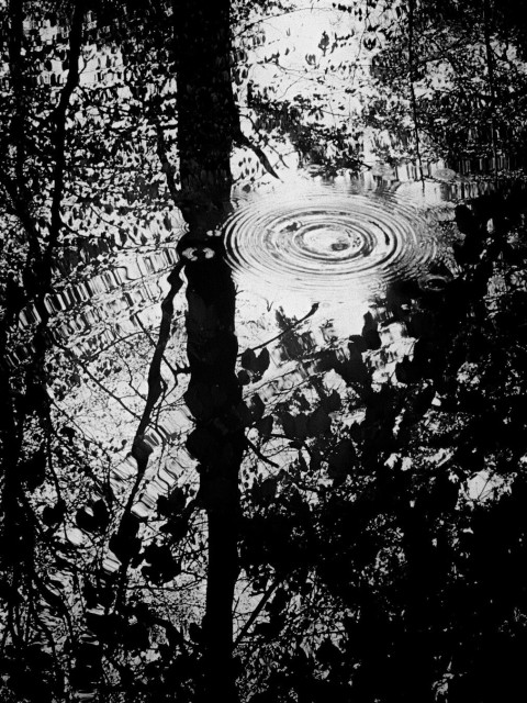 Wasseroberfläche mit Spiegelungen der umstehenden Bäume und etwas Himmel, daring ein gefallener Wassertropfen mit sich ausbreitenden Ringen