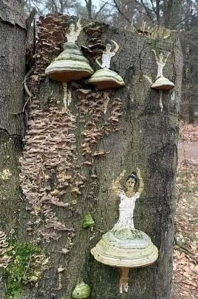 Van paddestoelen (elfenbankjes) op een boomstam zijn met verf en krijt ballerina's gemaakt.