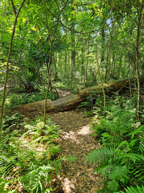 Within a dense forest lush with green ferns and other plants and tall green trees all around, a footpath coated with dry, brown leaves leads through the area where a fallen tree across the path has had a section carved to provide a step up and over.