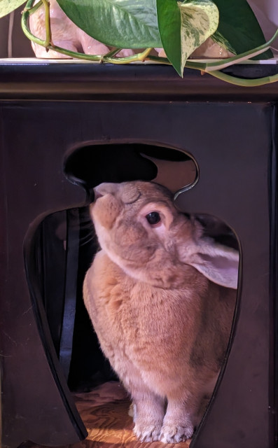 A golden bunny framed by a vase-shaped opening under a small table