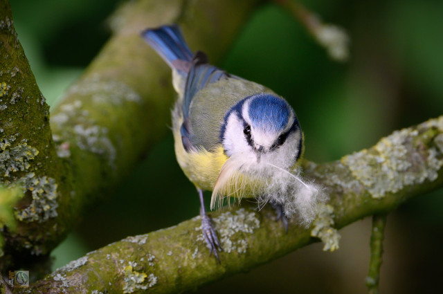 Bluetit with a feather in its beak