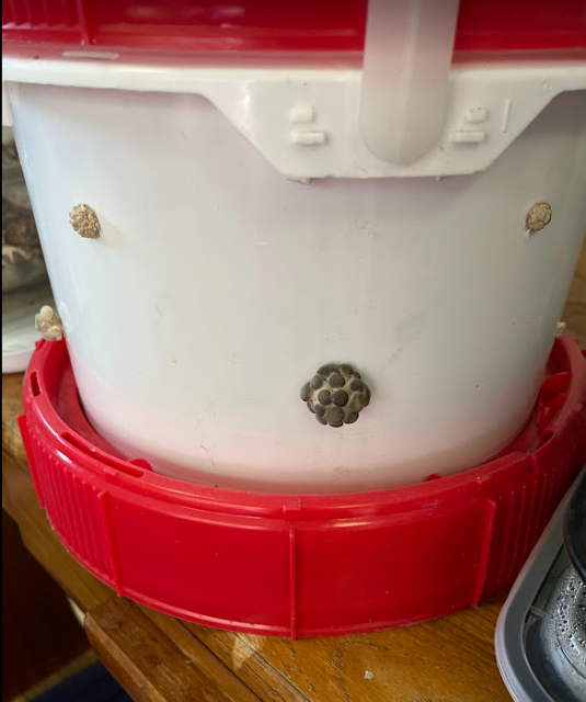 A photo of 4 clusters of mushrooms pins coming out of small holes in a white bucket with a red lid sitting on another lid. The pins are at different stages, the biggest has >10 lentil sized mushrooms heads.
