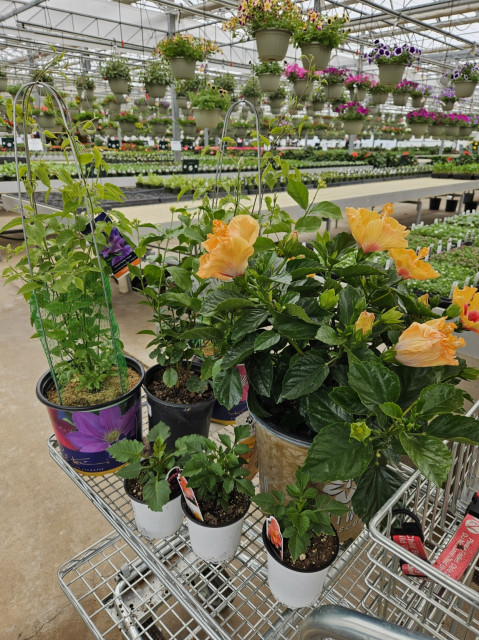 Variety of plants on a shopping cart