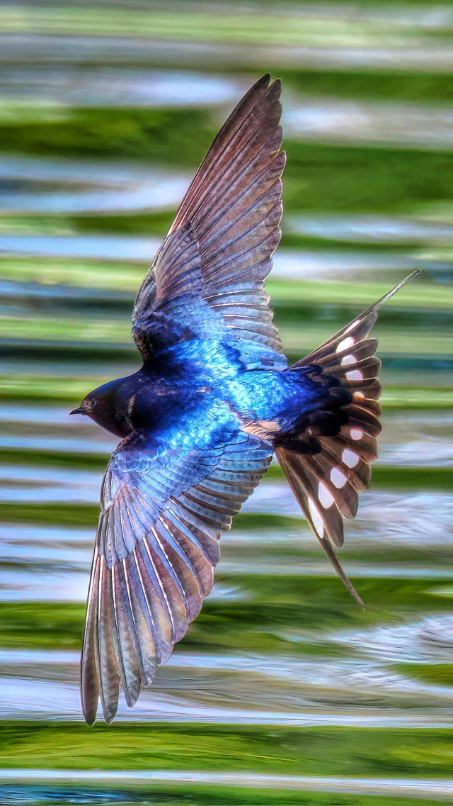 Rauchschwalbe im Kurvenflug mit ausgebreiteten Flügeln und Schwanzfedern. Die Rückenfedern glänzen in kobaltblau.