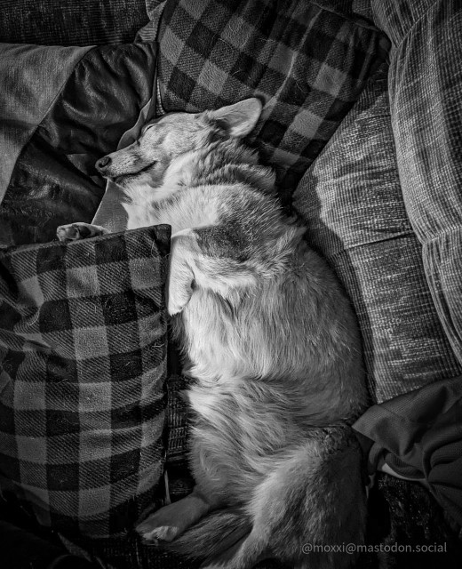 a black and white photo of moxxi the corgi, who is sound asleep on the couch among plaid pillows. she's on her side and pictured from above, her eyes closed with a smile.