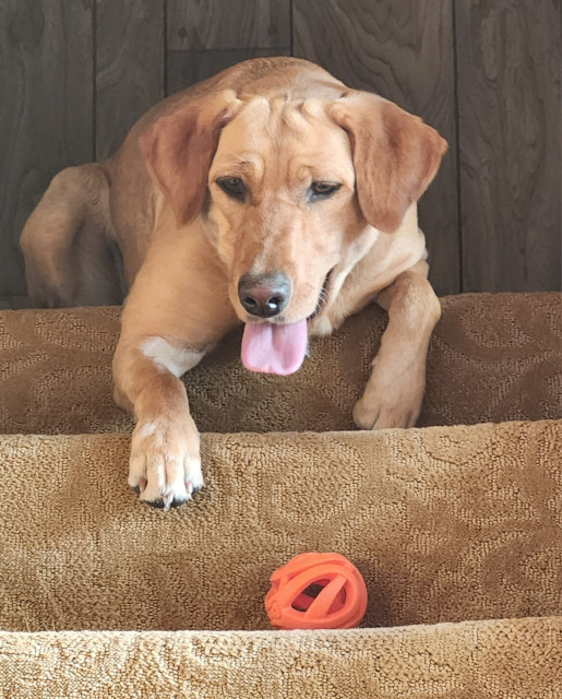 Golden Labrador retriever laying at the top of the stairs with her orange ball. The ball is on the step in front of her, and her tongue is hanging out.