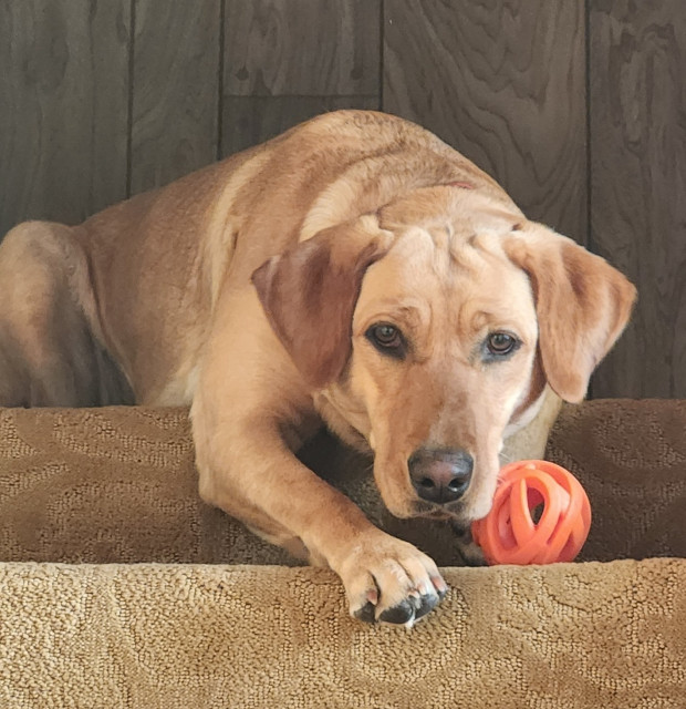 Golden Labrador retriever laying at the top of the stairs with her orange ball. The ball is on the step in front of her, and her paw is resting on the edge of the stair.