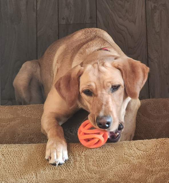 Golden Labrador retriever laying at the top of the stairs with her orange ball. She is chewing on the ball on the step in front of her, and her paw is resting on the edge of the stair.