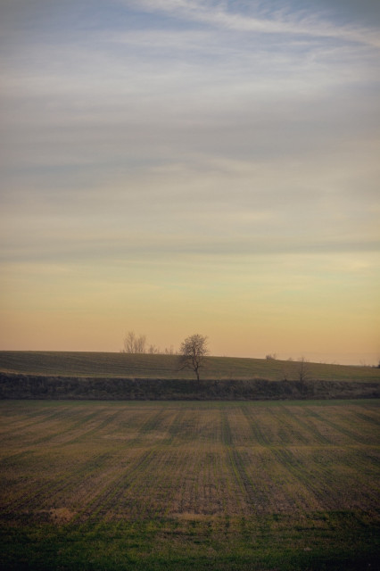 Fotografía vertical donde se ve un campo al atardecer con un árbol enmedio.

Vertical photography of a field at sunset with a tree in the middle.
