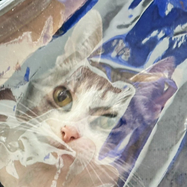Grey and white cat's face distorted by see-through plastic
