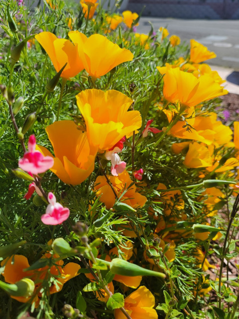 California poppies glow orange and yellow in the sunshine, their petals translucent in the light,  with small red and white flowers in the foreground.