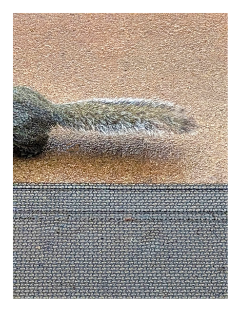 high angle view onto the wet, cement porch. the haunches and straight-out tail of a gray squirrel walking out of the picture to the left are parallel to a wet, oblong piece of patterned rug.