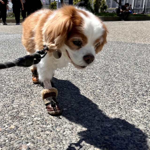 Cookie the Cavalier spaniel walking and smiling. There is a shaven band of missing fur around her legs indicating a recent medical procedure 