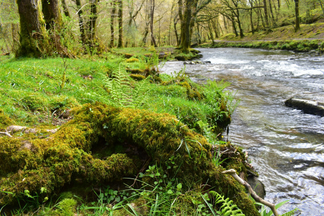 A river with a. Mossy bank.