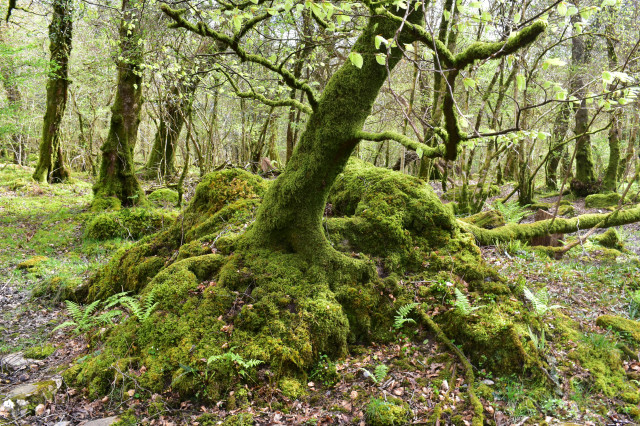 A small beech grows from a mossy tump.