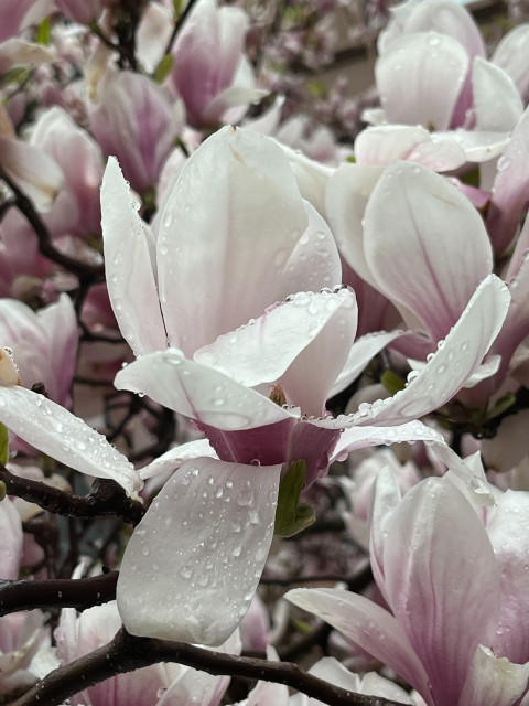 Magnolia blossom up close with raindrops 