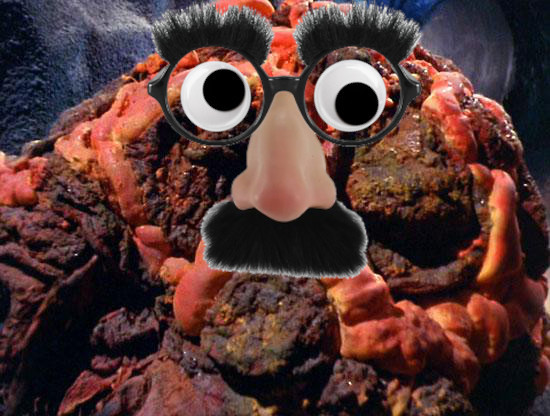 A Horta from TOS. Groucho glasses, eyebrows, nose, mustache, and googly eyes have been pasted onto it. 