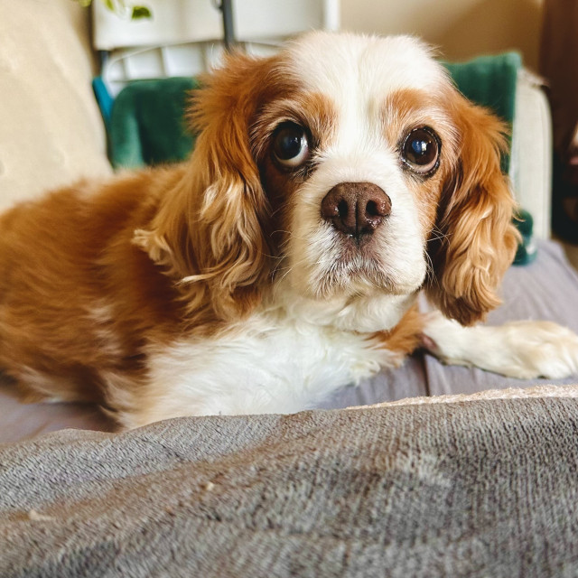 A Cavalier King Charles spaniel senior dog sitting on a couch with big eyes 