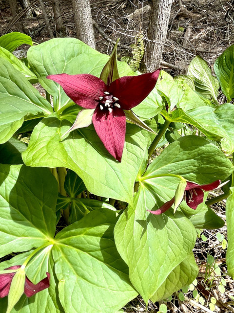 On the edge of the forest, a 3 petal wildflower is in bloom. The 3 petals are shiny red and tear shaped. They grow on pencil thick “stems” that emerge from 3 lettuce like “leaves”. This one is part of a mound that has 9 blooms.