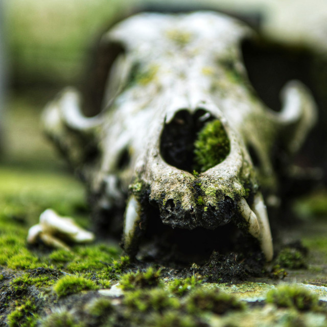 Nahaufnahme eines skelettiertern Tierschädels der teilweise bemoost ist.

Close-up of a skeletonized animal skull that is partially covered in moss.