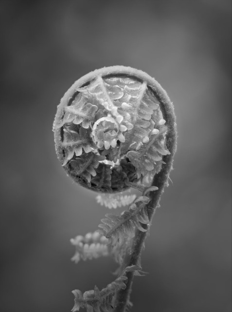 Black and white macro photo of a fern frond unfolding. The fern is reaching from the bottom of the image to the center. The background is light gray and out of focus.