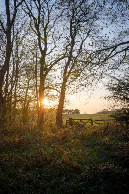 A hazy spring sunset behind an unruly row of trees with newly emerging foliage, with a rickety gate opening into a large, grassy field behind - in the foreground, dense brambles and other low vegetation.