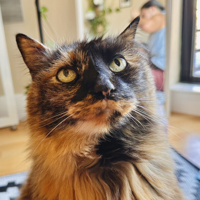 A photo of a long haired tortoiseshell cat staring at a person intensely 