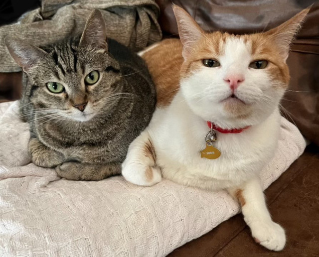 Two cats sitting side by side on a cushion; the left one is a gray tabby and the right is a white and orange cat with a red collar.