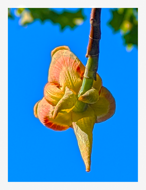 late afternoon light, close-up. the underside of an late-stage blossom in with petals pale colors, yellow, orange and green, at the end of a twigm against a cloudless blue sky with green and sunlit-gold leaves curtaining the top of the picture.