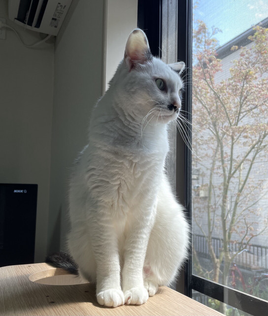 This photo shows Chobita the cat sitting on top of a wooden cat tower, looking out the window.
 He is a black and white furred cat with what appears to be a mustache.