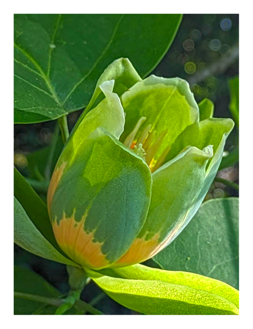 a partially lit, six-petal blossom with vertical, green leaves with orange accents at bottom. leaves surrounding.