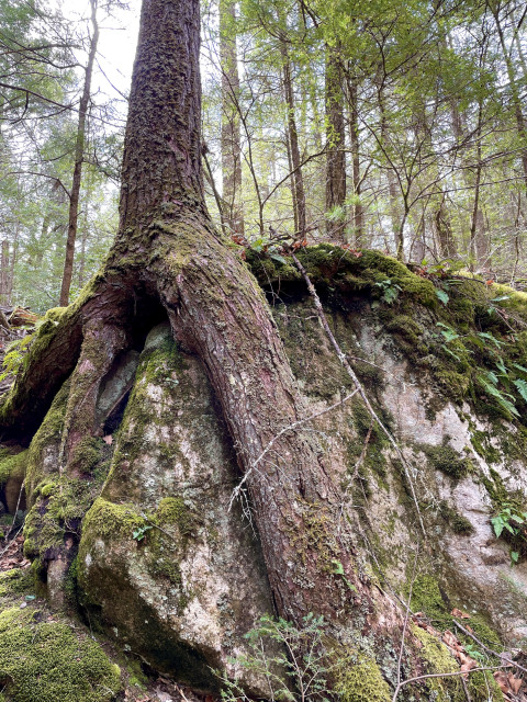 A large tree is growing atop a large rock in the forest. The trees massive roots extend above ground straddling the rock. One of these roots in nearly the size of the tree! Everything is covered with moss. Medium size trees are in the background.