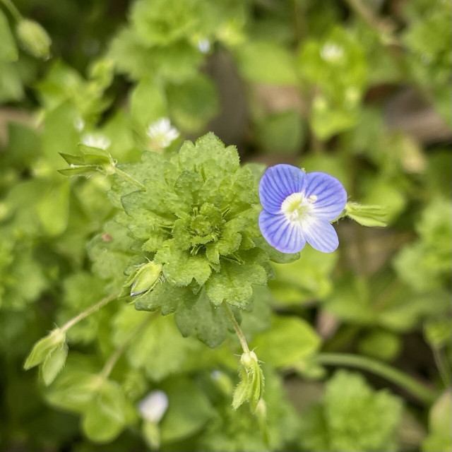 Pictures of speedwell's tiny blue flowers. They have four petals and they resemble very small pansies. Beautiful light blue with dark blue stripes.
They are familiar to everyone, blooming everywhere in spring fields around the world.
Spring cuties adorning the ground.