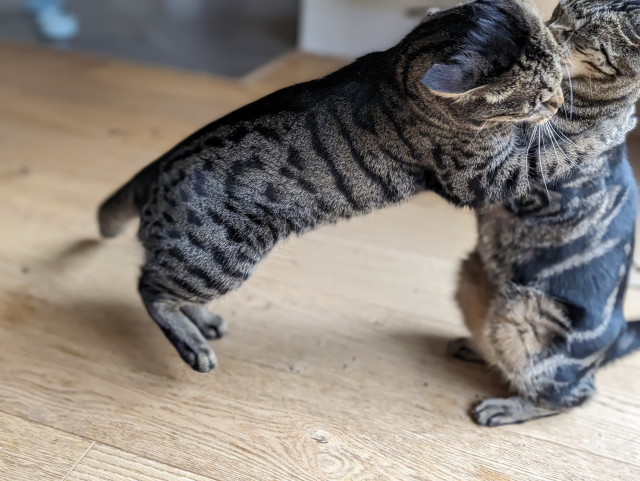 A tabby cat going for the throat of a second tabby