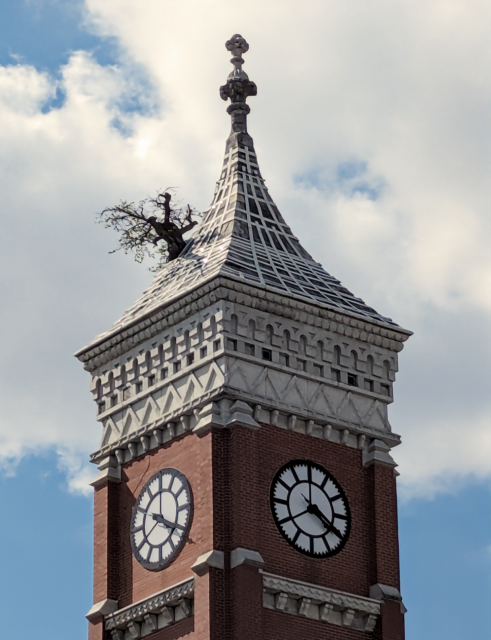 A telephoto shot of the top of a courthouse tower in the town square with a tree growing through the roof. Brick building, white clock faces on all sides, set against a blue sky with white clouds.