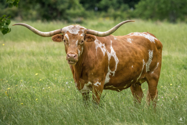 Color photo of a dark orange and mottled white cow with very long horns (a longhorn cow) standing in tall, fresh spring grass looking toward the camera. 