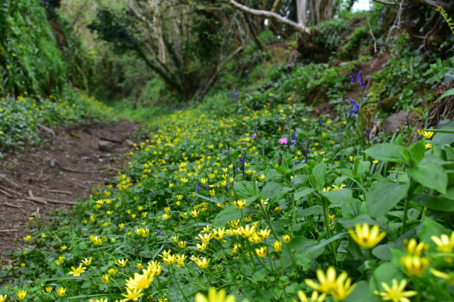 Celandines and bluebells along a country footpath.