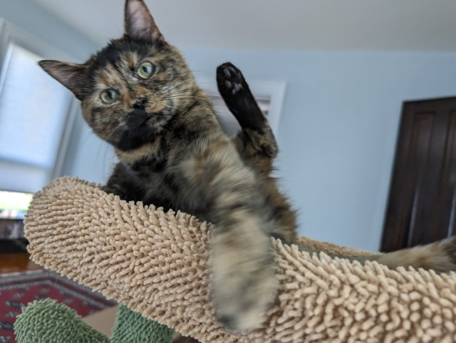 soot, a torbie kitten, in an odd leg-raised pose and vigorously slapping at the camera as a tumbling ball of violence