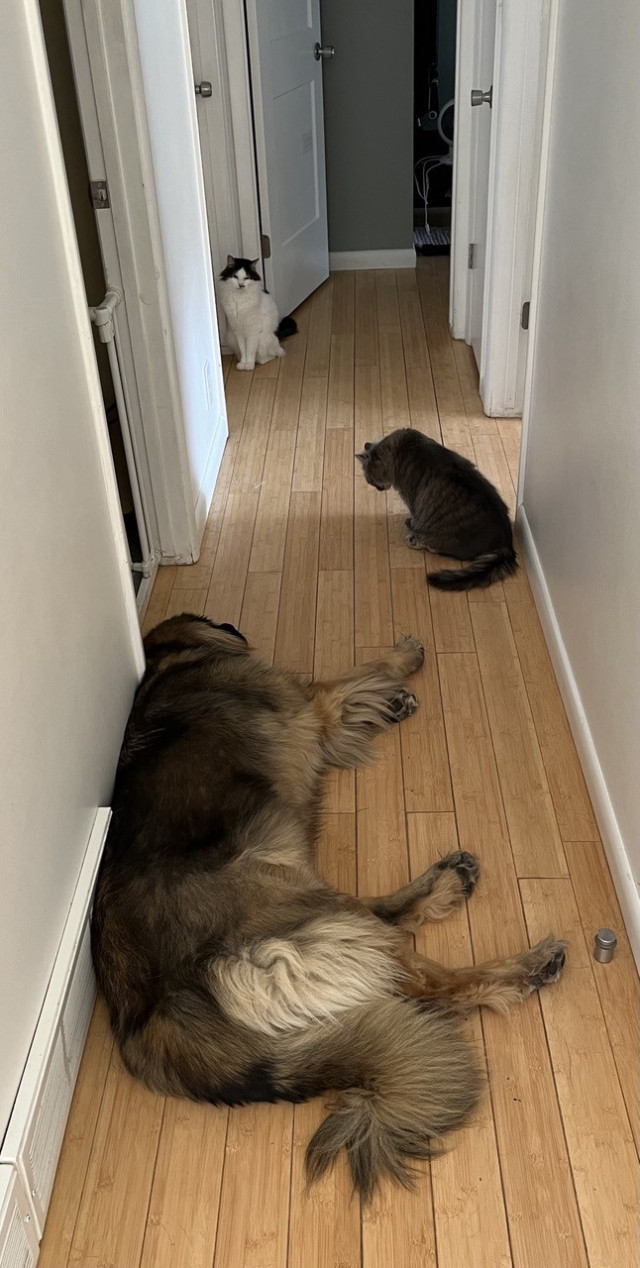 A hallway with doors to both sides and in front of me. The floor is bamboo, the alls and woodwork are white. A large dog is laying in front of me. Further up the hall a grey cat, and even further is a black and white cat. 