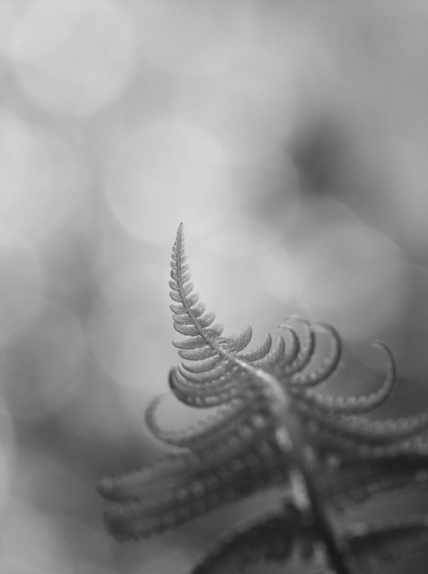 Black and white photo of a fern frond reaching from the darker edge of the image to the bright center. The tip of the fern is pointing upwards, towards the light. In the background: out of focus patches of light.