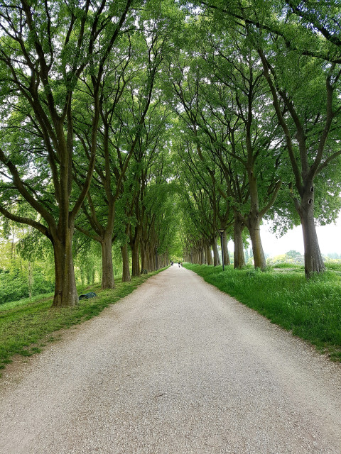 A serene tree-lined pathway stretches forth, flanked by tall, lush green trees whose canopies intertwine to form a natural archway. The gravel path, scattered with dappled sunlight, invites a peaceful walk through this verdant arcade, with a hint of clear skies peeking through the leaves and a distant figure adding scale to the majestic avenue.